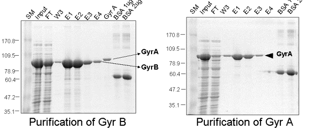 DNA-Gyrase-A-B-Purification-Data